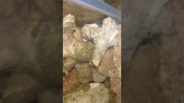 Рак богомол в сампе смотреть онлайн