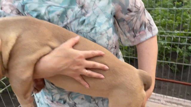 ПРОДАЕТСЯ ДЕВОЧКА АМБУЛЛИ!БЕРЕЖНАЯ ДОСТАВКА ПО РОССИИ! смотреть онлайн