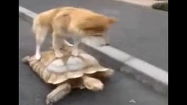 Dog riding a turtle Вайн смотреть онлайн
