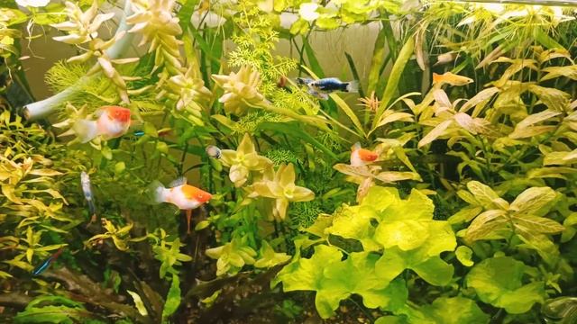 Спаси свой аквариум! 3 причины сделать фитофильтр. Показываю свои фитофильтры и список растений. смотреть онлайн