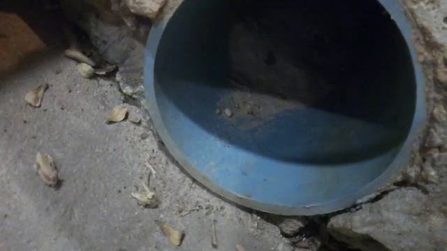 Лягушки на Пхукете смотреть онлайн