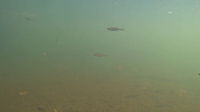 Подводная охота в Смоленской области. Шикарный прозрак и большое количество рыбы. 10.09.2022 смотреть онлайн