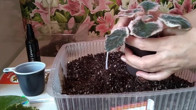 Фиалка из магазина, что с ней делать дальше. Или как я выхаживаю поражённые фиалки. смотреть онлайн