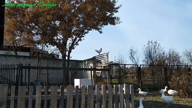 Говорят курица не птица? А у меня петух Орёл! За ним наблюдают даже гуси! смотреть онлайн