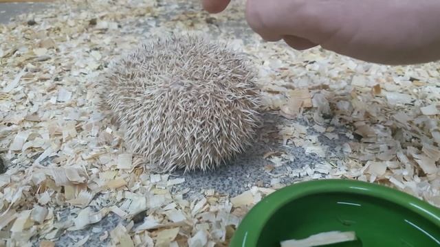 Злой ЕЖИК. смотреть онлайн