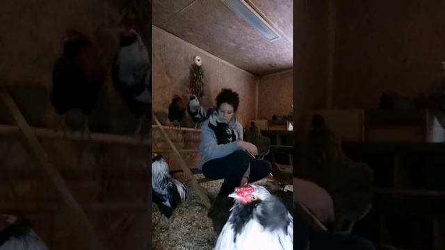 Как я провожу свободное время с друзьями... Араукана (Araucana). Чилийские куры. смотреть онлайн