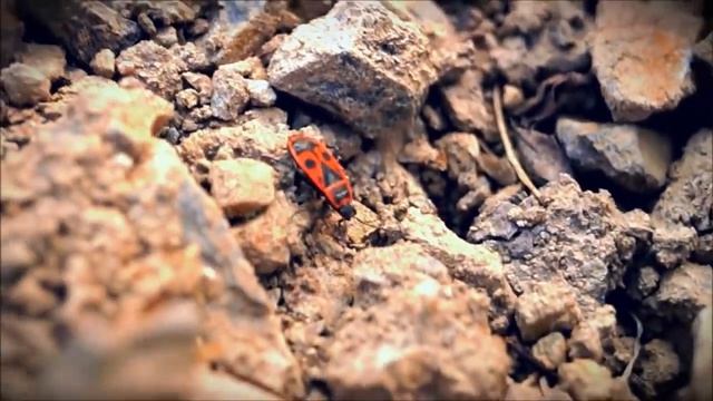 клоп солдатик и интересные факты о нем смотреть онлайн