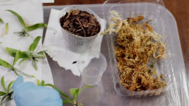 Рассаживаю сеянцы орхидеи фаленопсис. Пошаговая инструкция. Phalaenopsis manii смотреть онлайн