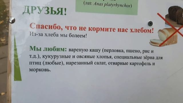 Как и чем кормить птиц (2020) смотреть онлайн