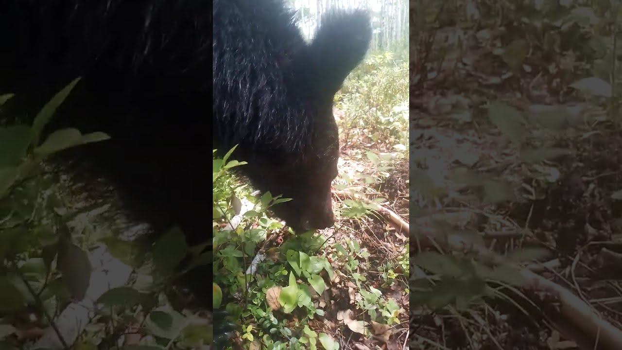 Дуся открыла неизвестную науке ягодку. смотреть онлайн