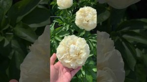 Пион Blonde Vision