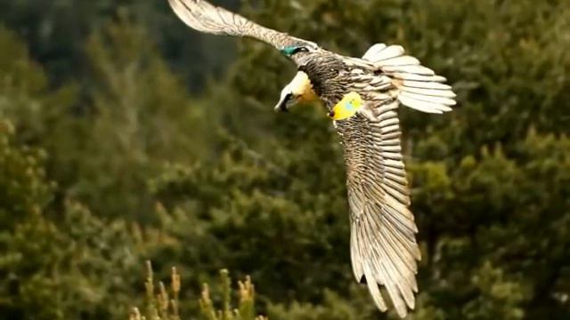 Hevia. Si la Nieve. Picos de Europa. смотреть онлайн