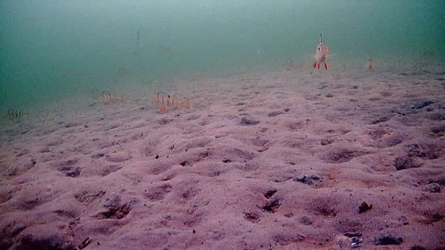 24.12.2023 г.  Самара п. Чкаловка _ КАРЬЕР (камера FocusFish)