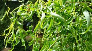 Ива вавилонская Тортуоса. Краткий обзор, описание характеристик salix babylonica Tortuosa