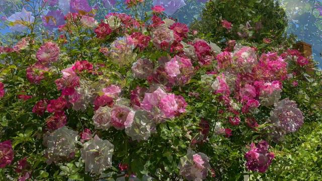 Rose-peony blossom in California 2022 смотреть онлайн