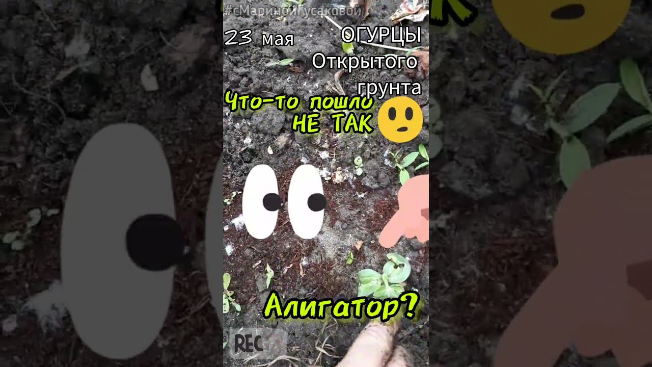 Что-то пошло не так #ОГУРЦЫ открытого грунта ПЕРЕСЕЯТЬ еще не поздно 23.05.23 смотреть онлайн