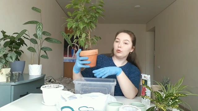 Разговорная пересадка комнатных цветов | черенкование монстеры 🌿 смотреть онлайн