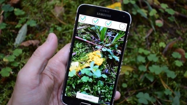 Mushroom Fuligo septica Identification with AI смотреть онлайн