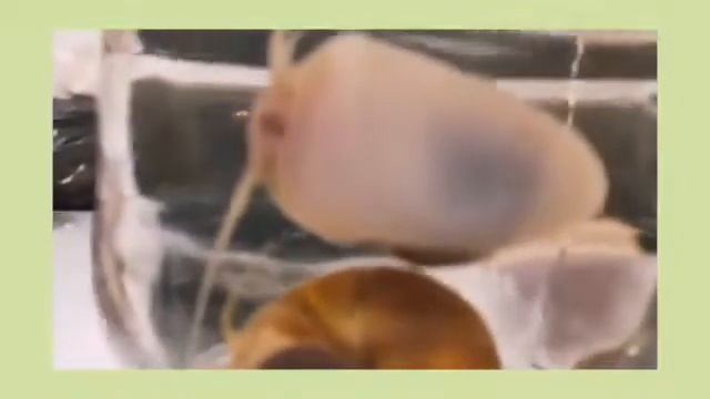 VLOG разводим улиток ампулярии/мое утро/рецепт смотреть онлайн