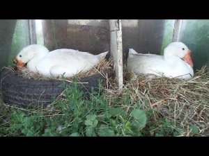 2 ГУСЫНИ СЕЛИ НА ЯЙЦА.ЧТО ДЕЛАТЬ??Как проверить яйца под гусыней