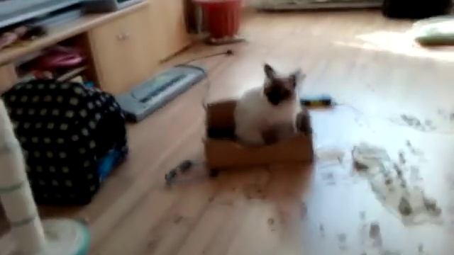 Крыса-кот (Cat-Rat) смотреть онлайн