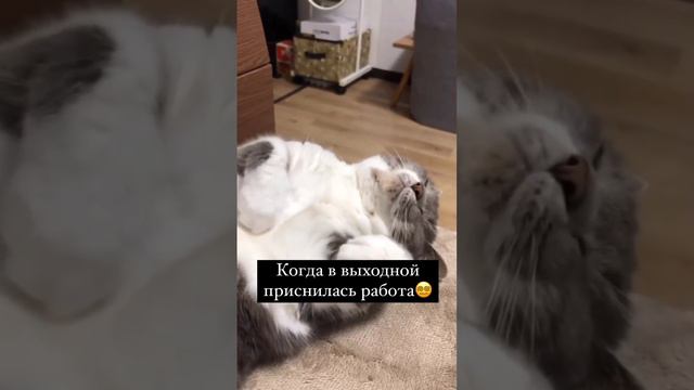 Когда в выходной приснилась работа 😀 смотреть онлайн