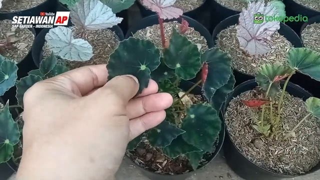 Review Singkat Tanaman Hias Begonia Black Mamba/Manta atau Begonia Kerang Dari Tokopedia SAP Garden смотреть онлайн