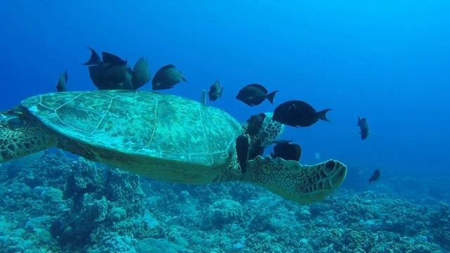 Музыка для релаксации и медитации смотреть онлайн