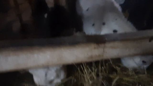 бычки холмогоры от 4 месяцев. 89021269981.вацап вайбер смотреть онлайн