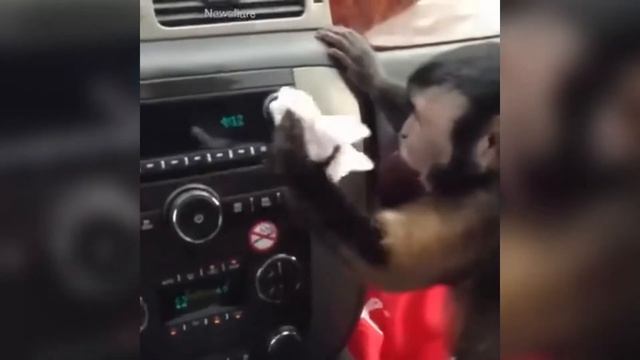 NEW 2020 TIK TOK Animals Cute Funny Животные Милые Смешные Видео смотреть онлайн