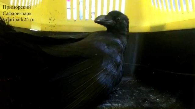 ОЧЕРЕДНАЯ РАНЕНАЯ ВОРОНА