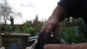 Черенкование   груши  осенью .(Второй способ)