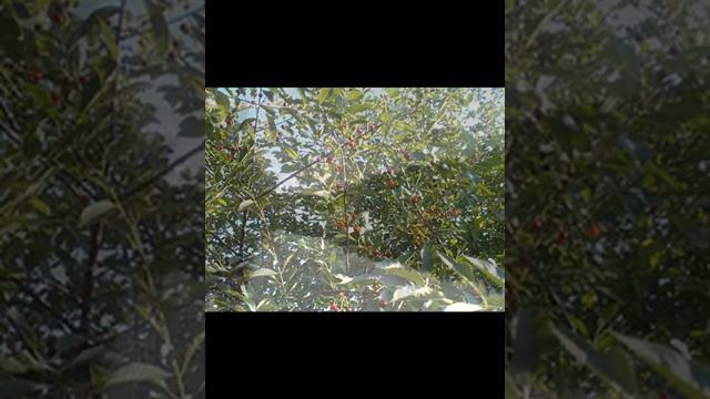 "Деревня" Музыка Сергея Кудряшова слова Александра Бугмырина смотреть онлайн