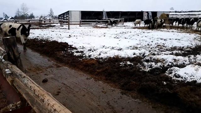 Купить бычков, содержание КРС зимой