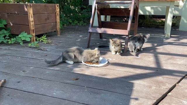 Навес над мангалом I Зона BBQ своими руками смотреть онлайн