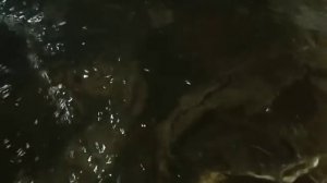 Разведение африканского сома