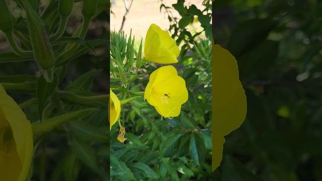 Энотера (Лунтики, Ослинник) смотреть онлайн