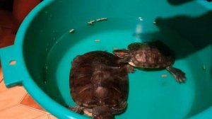 Красноухие черепахи. Важно знать!!!