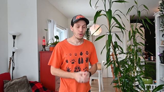 Le Lucky Bamboo : histoire d'un mythe (+ entretien du Dracaena sanderiana) смотреть онлайн