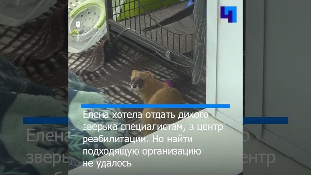 Жительница Кемерово вырастила сибирского колонка смотреть онлайн