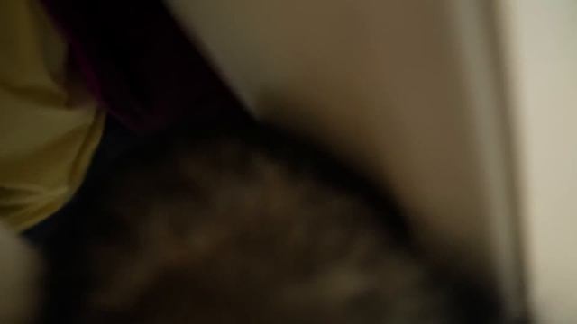 Husky Can’t Contain Happiness When NAN Returns! смотреть онлайн