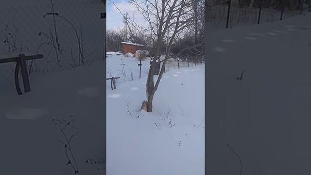 Не остовляйте зимой дачи без присмотра, воры пометалолому не дремлют! смотреть онлайн