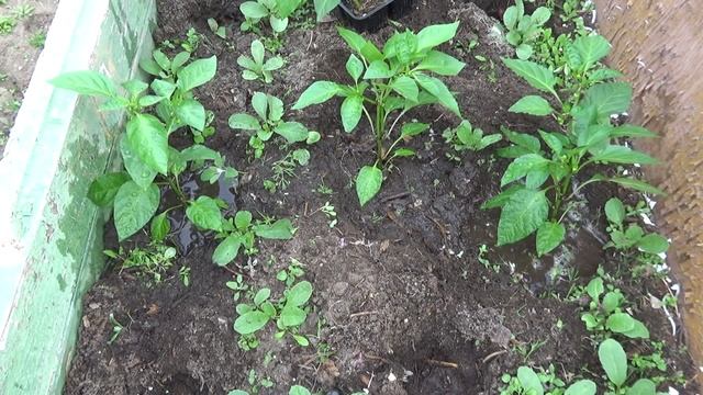 Высаживаем перцы в от гр .на ПМЖ 30 мая. смотреть онлайн