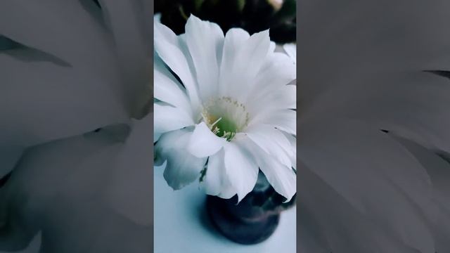 Раскрытие бутона у эхинокактуса ?? / echinocactus blossoms #shorts смотреть онлайн