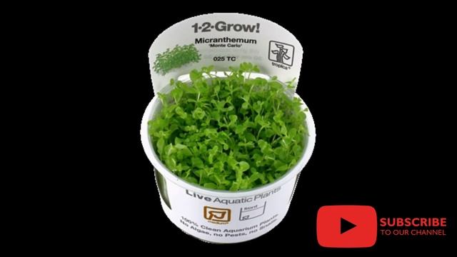 Control algae without chemicals смотреть онлайн