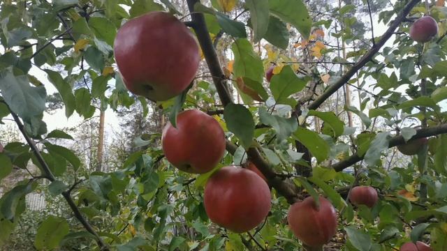 Яблоки Антей (Самый лёжкий сорт яблок) смотреть онлайн