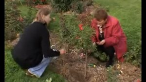 Правильная прививка роз  Учимся прививать розы