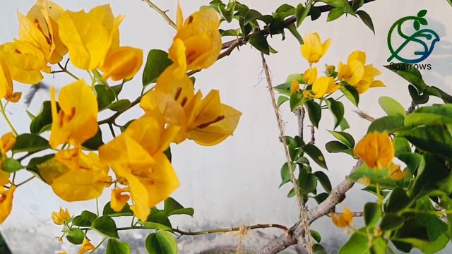 California Gold/yellow Bougainvillea(ক্যালিফোর্নিয়া গোল্ড/হলুদ বোগেনভিলিয়া) #bougainvillea