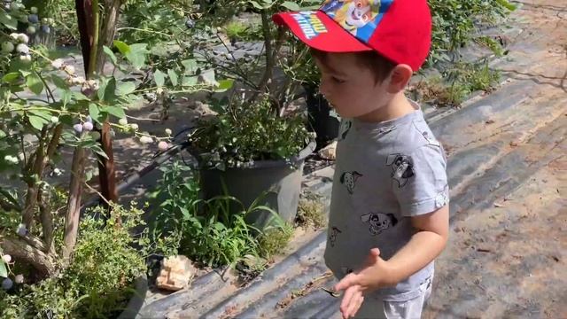 Дин собирает лесные ягоды на севере Израиля/Berry pickingIsrael #berries #israel #сборягод #израиль смотреть онлайн