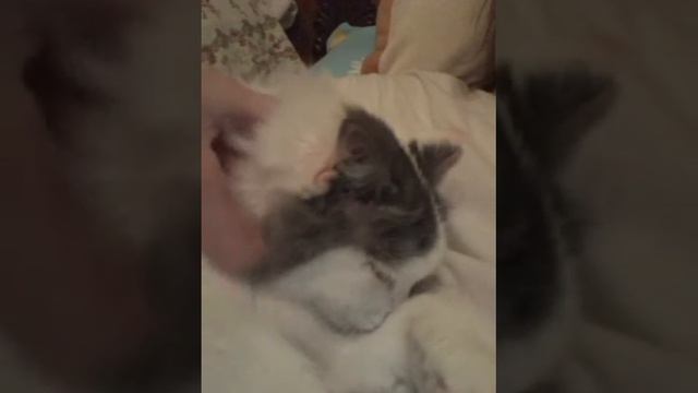 Кошка мило спит